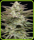 Jelly Donutz Auto - Humboldt Seed Company