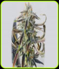 Jenny Kush - Rare Dankness Seeds