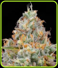 Jetlag - The Plug Seedbank
