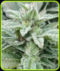 Jewel Piece - Cali Connection Seeds