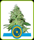 Joanne's CBD - Royal Queen Seeds