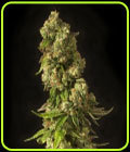 John Doe - Devil's Harvest Seeds