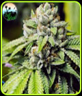 Jon Snow - Cali Weed Seeds