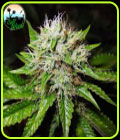 Jon Snow Auto - Cali Weed Seeds