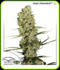 Jorges Diamonds #1 - Dutch Passion Seeds