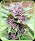 Auto Dark Purple - Delicious Seeds