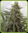Juicy Dreams - Crockett Family Farms