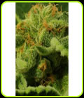 Juicy Drop'z - Zmoothiez Seeds