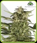 Juicy Lucy - Auto Pounder with Cheese - Auto Seeds