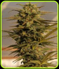 Julie's Cookies Auto - Big Head Seeds