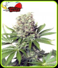 SALE - Jumbo Runtz - Yieldmonger Seeds - Cannabis Seed Sale Items