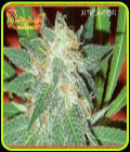 Jumping Black Dash - Dr Krippling Seeds