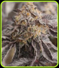 Jumpshot - Grounded Genetics