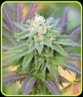 Jungle Scout - Norstar Genetics
