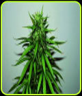 Jungle Wreck - Seedsman Seeds