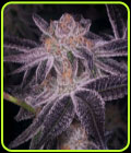 Junior Mints - Archive Seeds