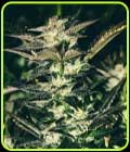 Jupiter OG Kush - Cali Connection Seeds