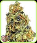 K.O.Kush - Heavyweight Seeds