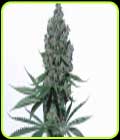 K8 - V Elementum Seeds