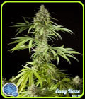 Easy Haze - Philosopher Seeds