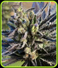 K-2 - Nirvana Seeds