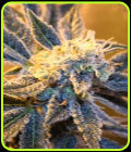 Kaboom - Subcools The Dank