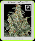 Kabrales - BlimBurn Seeds