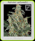 Kabrales Automatic - BlimBurn Seeds