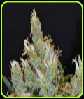 Kali - CBD Seeds