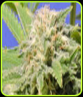 Kali AK - Original Sensible Seeds