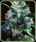 Kali China - Ace Seed bank