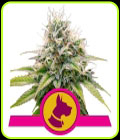Kali Dog - Royal Queen Seeds