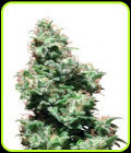 Kali Haze - White Label Seeds