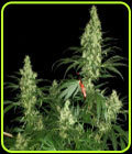 Kali Mist - Serious Seeds