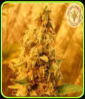 Jack Mist Tree - Kali's Fruitful Cannabis Seeds