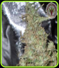 Melon Kali - Kali's Fruitful Cannabis Seeds