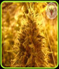 Puff Puff Pass Out - Kali's Fruitful Cannabis Seeds