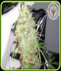 Kali's Lullaby - Kali's Fruitful Cannabis Seeds