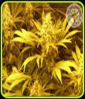 Kali and the Chocolate Factory - Kali's Fruitful Cannabis Seeds