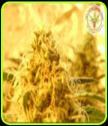 Mango Mist Shake - Kali's Fruitful Cannabis Seeds