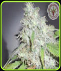 Kali's White Shadow - Kali's Fruitful Cannabis Seeds