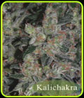 Kalichakra - Mandala Seeds
