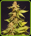 Big Bull - Kannabia Seeds