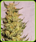 Indica Cream - Kannabia Seeds