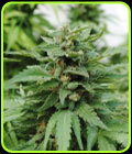 Karibbean Mango - Kannabia Seeds