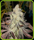 KarmDown - Karma Genetics