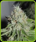 KarmaRado OG - Karma Genetics