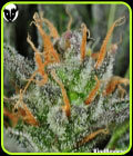 Karma Bitch - Rare Dankness Seeds
