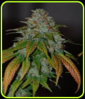 Karma OG - Karma Genetics