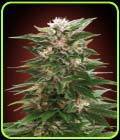 Kaya 47 - Advanced Seeds
